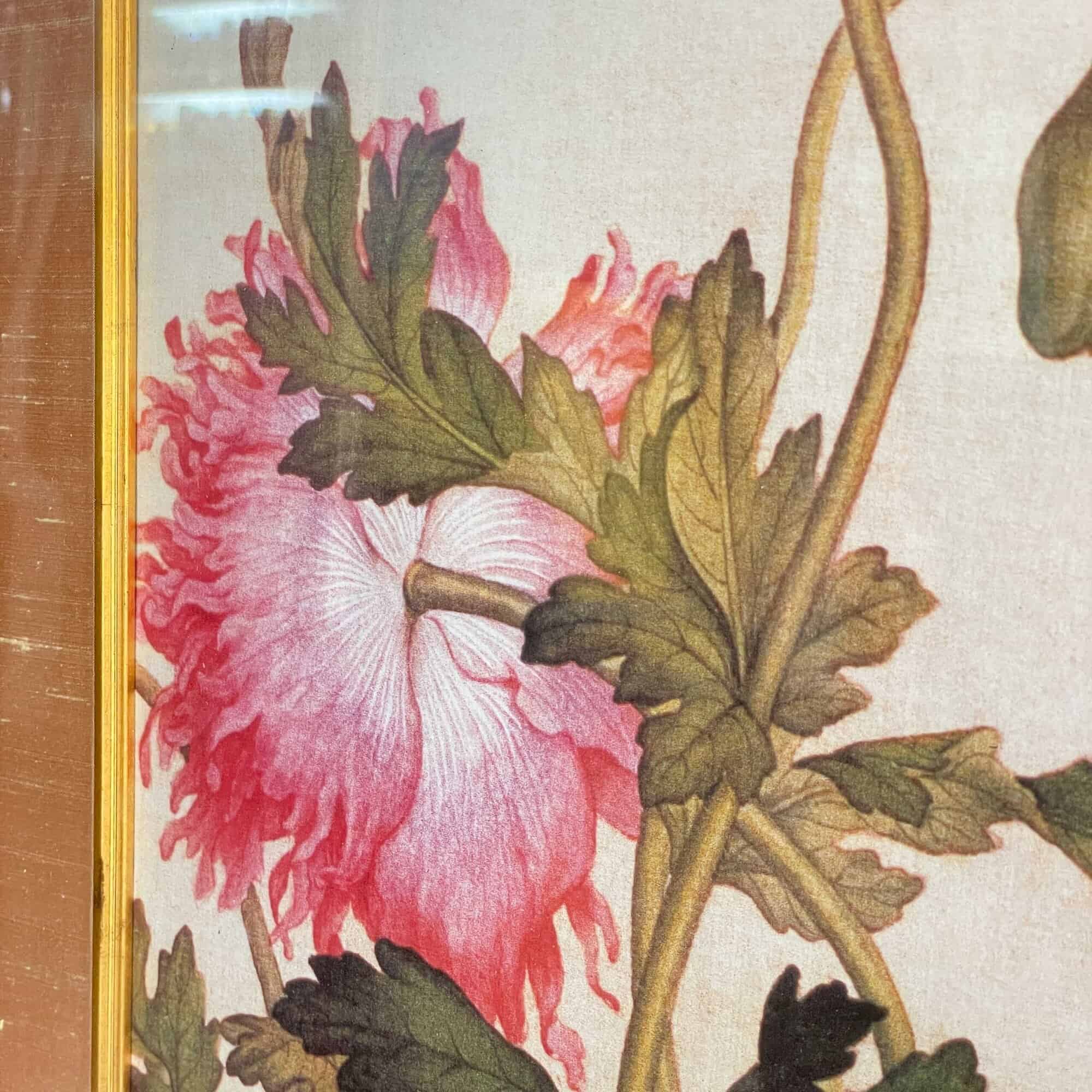 Lang Shining "Flowers & Birds" Print 郎世宁 - 仙萼長春牡丹 (1)