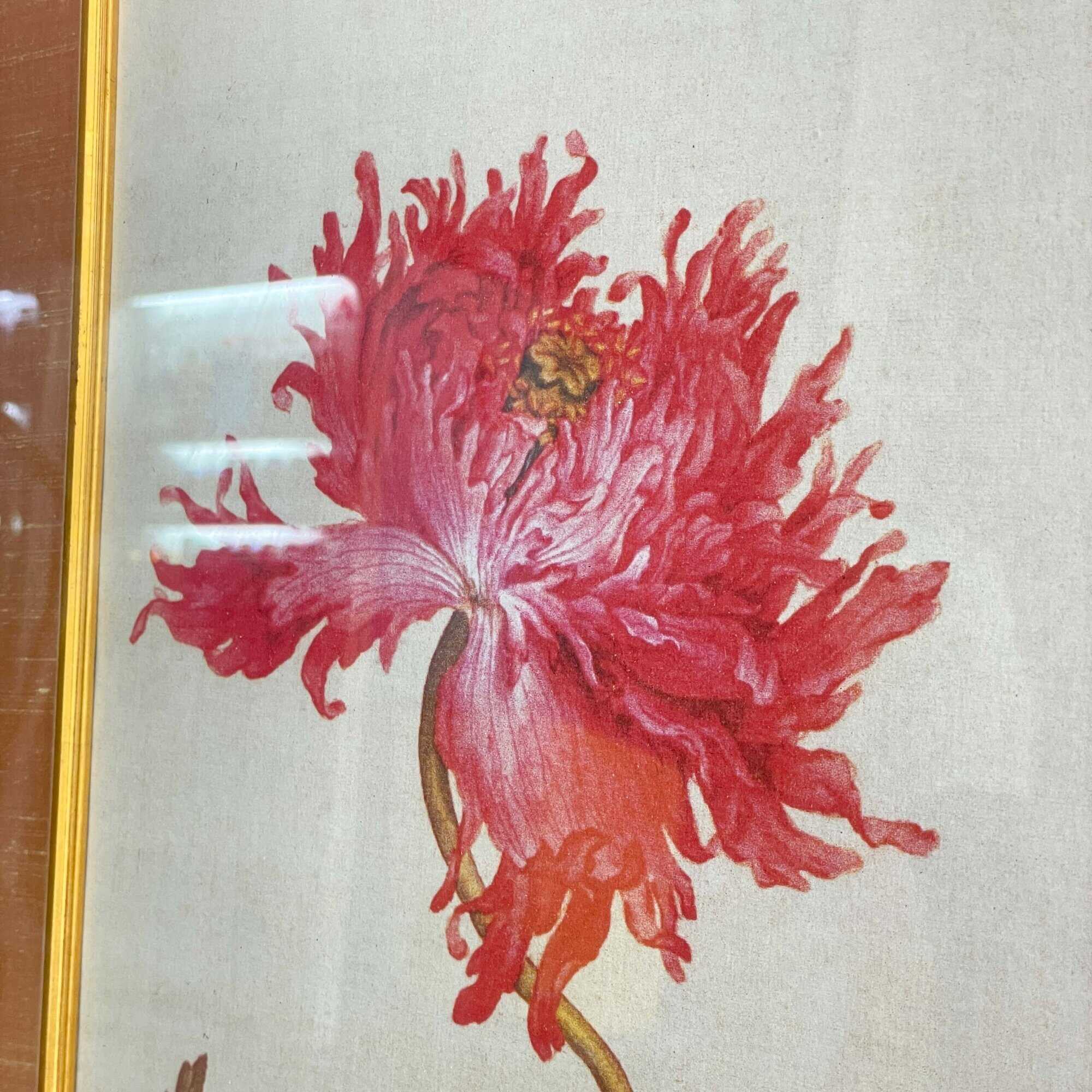 Lang Shining "Flowers & Birds" Print 郎世宁 - 仙萼長春牡丹 (1)